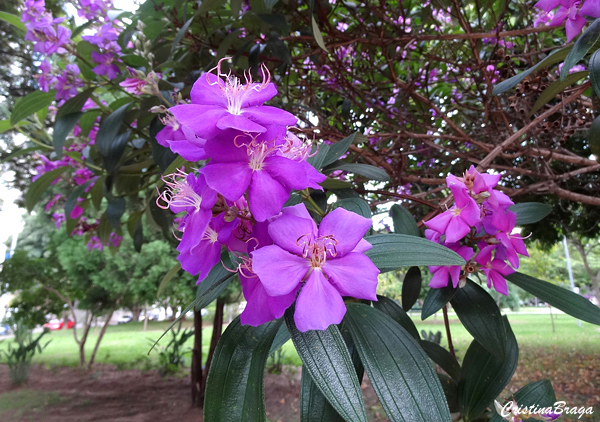 Quaresmeira - Tibouchina granulosa