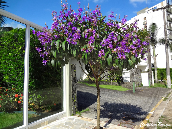 Quaresmeira - Tibouchina granulosa