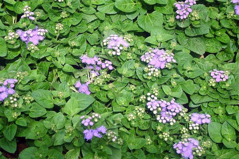 Agerato - Ageratum houstonianum