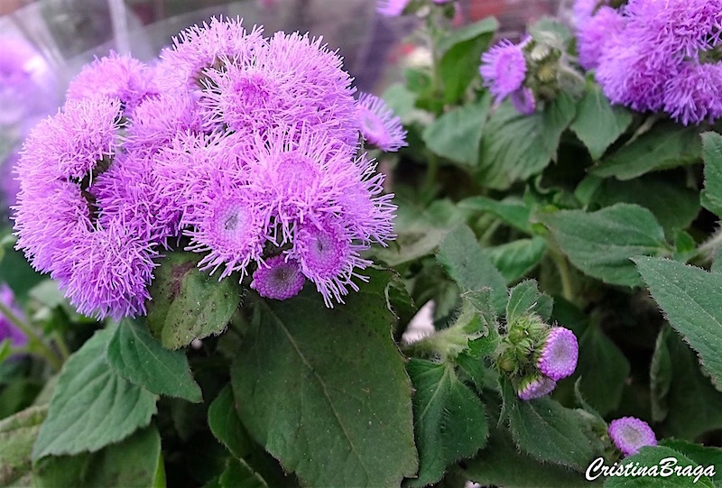 Agerato - Ageratum houstonianum