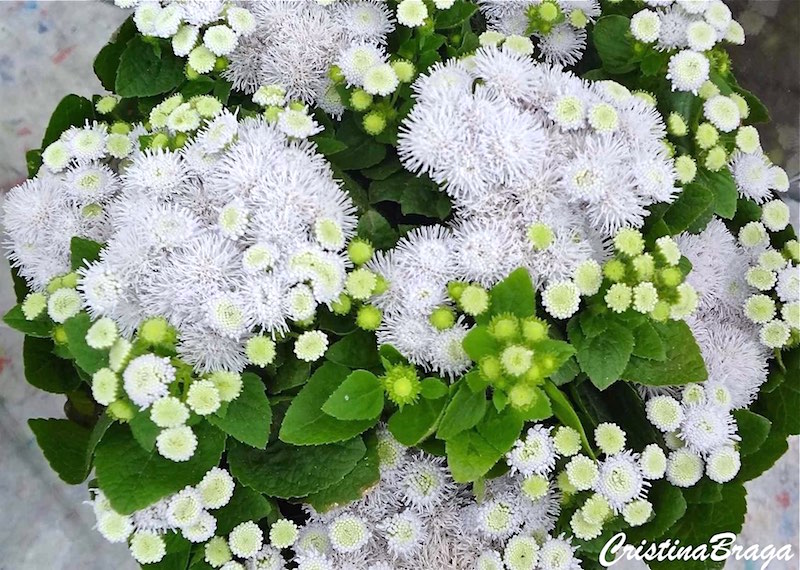 Agerato - Ageratum houstonianum