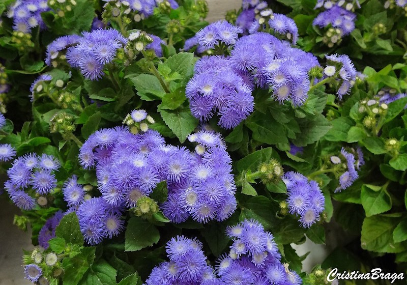 Agerato - Ageratum houstonianum