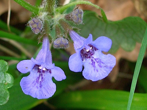 Hera de canteiro - Glechoma hederacea