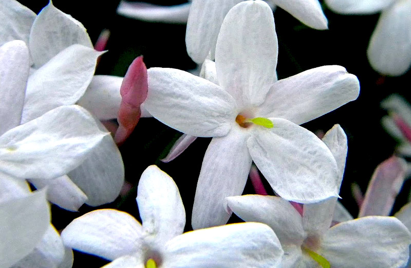 Jasmim dos poetas - Jasminum polyanthum - Flores e Folhagens