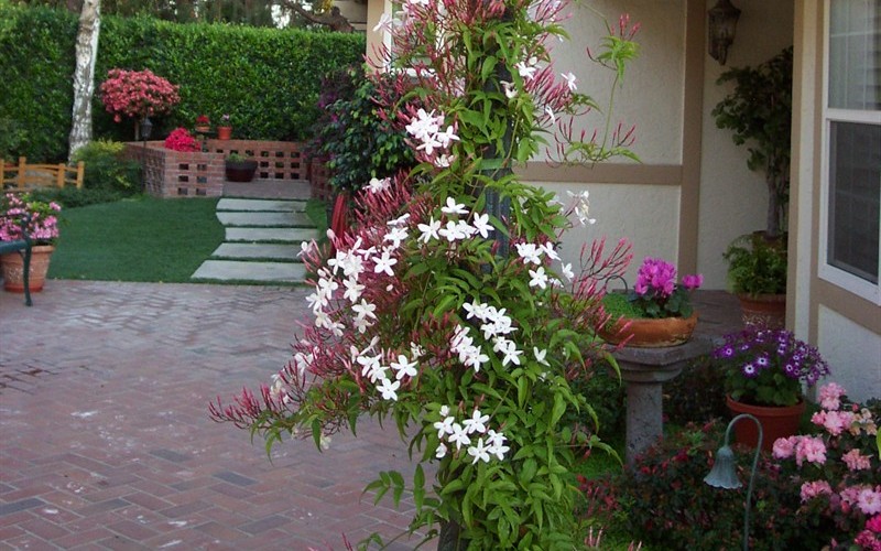 Jasmim dos poetas - Jasminum polyanthum - Flores e Folhagens