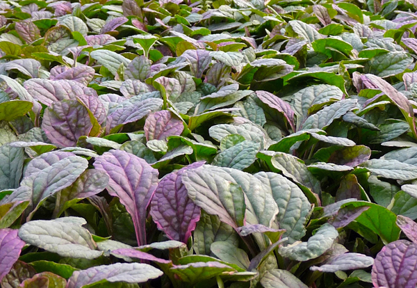 Ajuga - Ajuga reptans