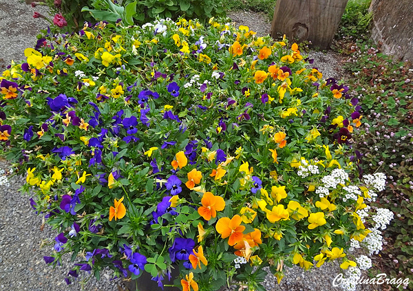 Amor perfeito dos jardins - Viola tricolor