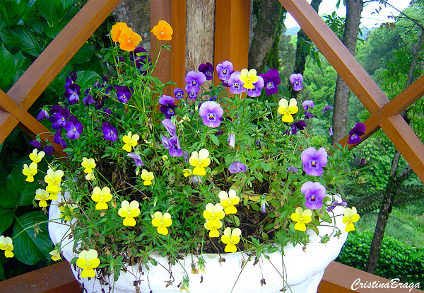 Amor perfeito dos jardins - Viola tricolor