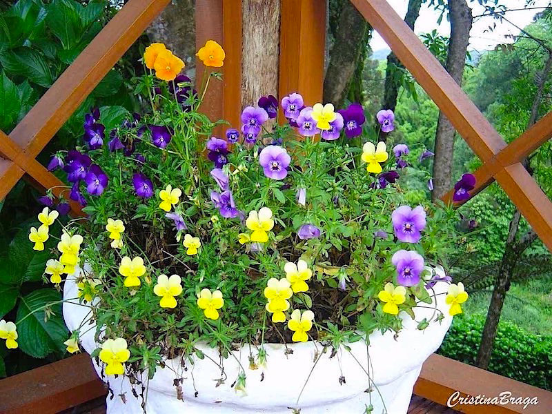 Amor perfeito dos jardins - Viola tricolor - Flores e Folhagens