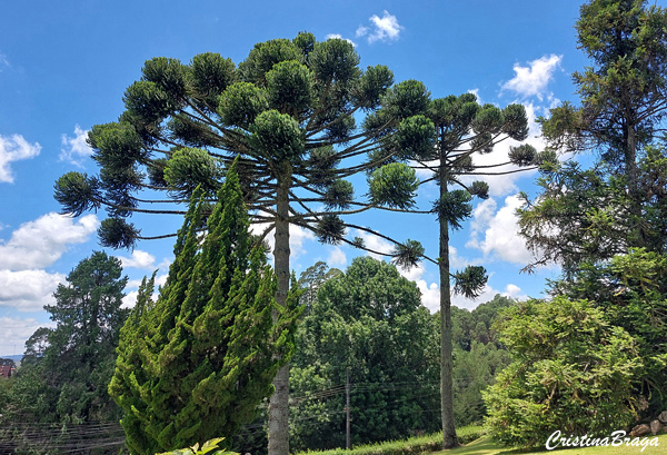 Araucária - Araucaria angustifolia