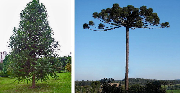 Araucária - Araucaria angustifolia