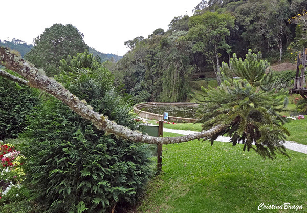 Araucária - Araucaria angustifolia