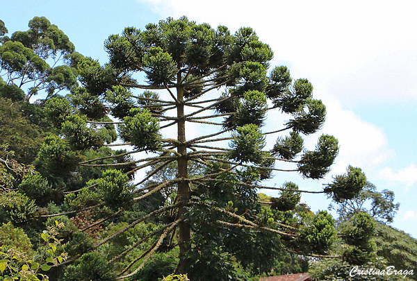 Araucária - Araucaria angustifolia