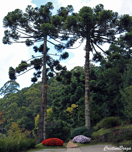 Araucária - Araucaria angustifolia