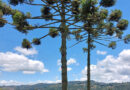 Araucária – Araucaria angustifolia