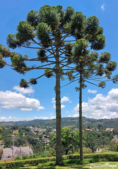 Araucária - Araucaria angustifolia