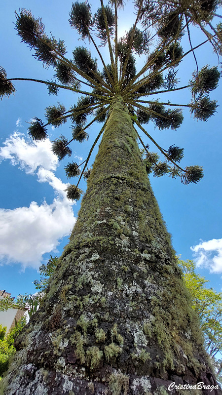 Araucária - Araucaria angustifolia