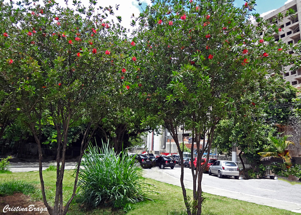 Árvores e Arbustos para Calçada