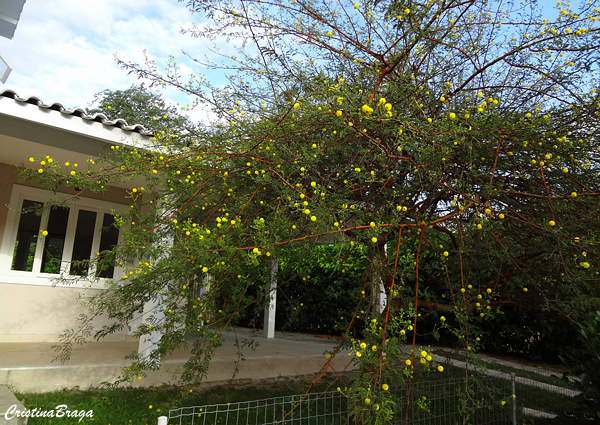 Árvores e Arbustos para Calçada