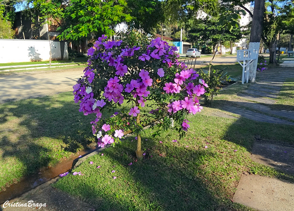 Árvores e Arbustos para Calçada