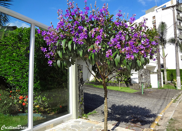 Árvores e Arbustos para Calçada - Flores e Folhagens