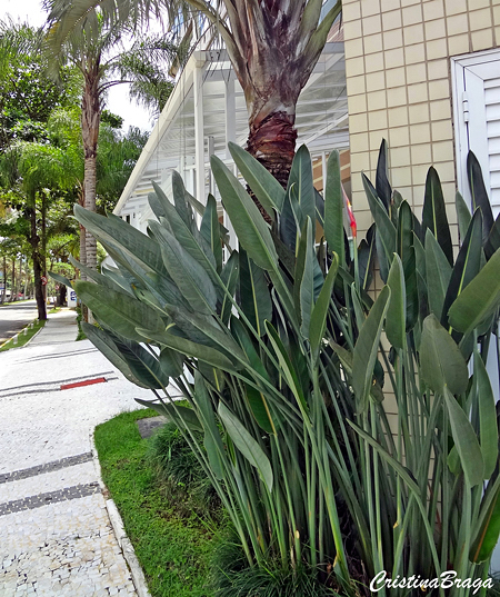 Ave do Paraíso - Strelitzia reginae