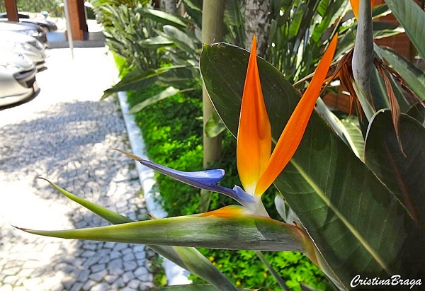Ave do Paraíso - Strelitzia reginae