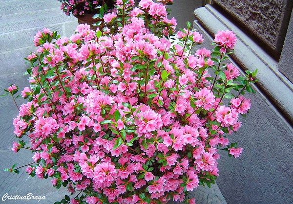 Azaléia - Rhododendron simsii - Flores e Folhagens