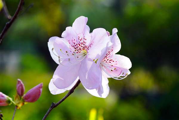Azaléia - Rhododendron simsii