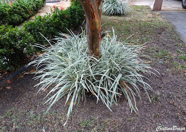 Barba de serpente - Ophiopogon jaburan