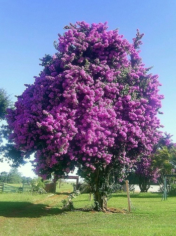 Bougainvillea - Bougainvillea glabra