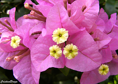 Bougainvillea - Bougainvillea glabra