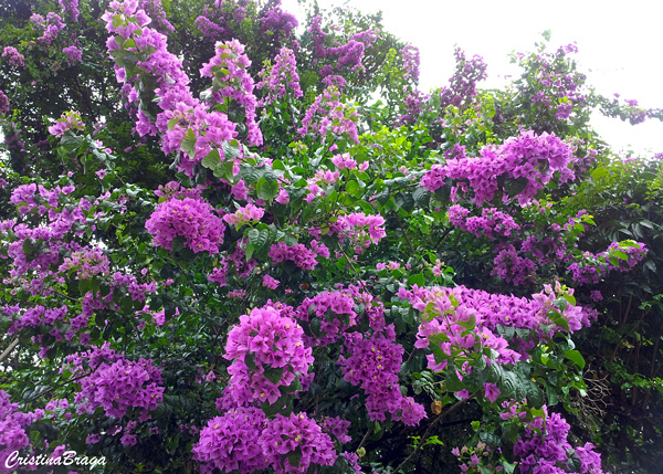 Bougainvillea - Bougainvillea glabra