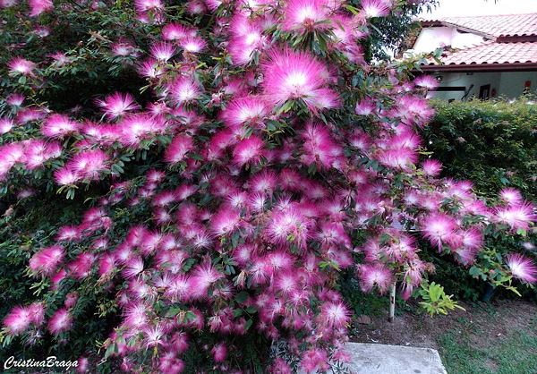 Caliandra - Calliandra brevipes