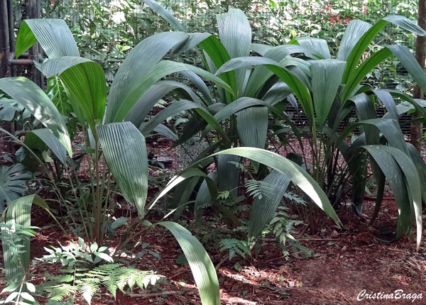 Capim palmeira - Curculigo capitulata