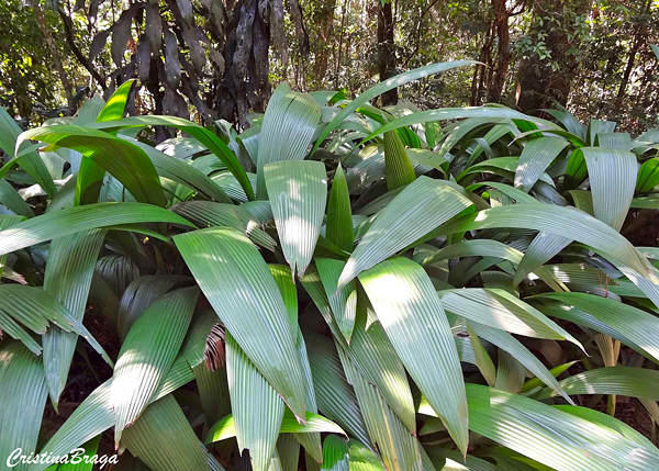 Capim palmeira - Curculigo capitulata