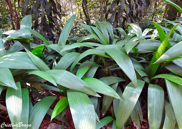 Capim palmeira - Curculigo capitulata