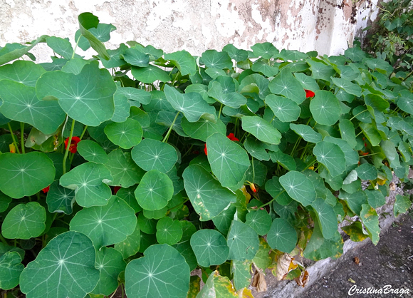 Capuchinha - Tropaeolum majus