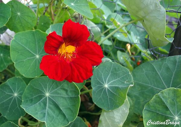 Capuchinha - Tropaeolum majus