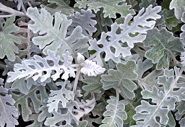 Cinerária Maritima - Senecio douglasii