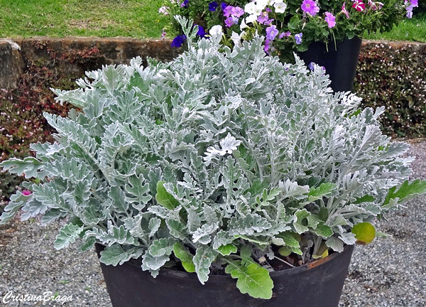 Cinerária Maritima - Senecio douglasii