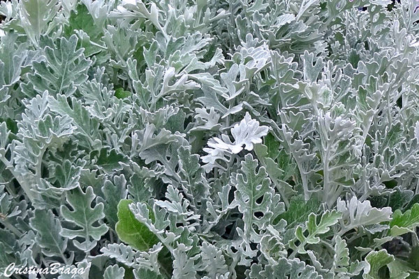 Cinerária Maritima - Senecio douglasii