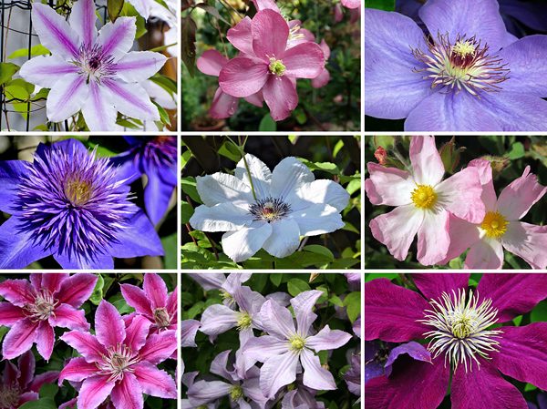 Clematis - Clematis hybrida