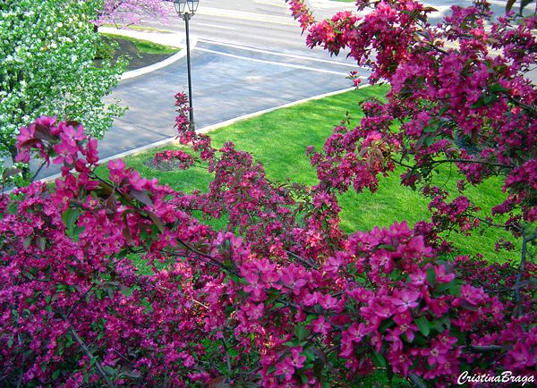 Clematis - Clematis hybrida