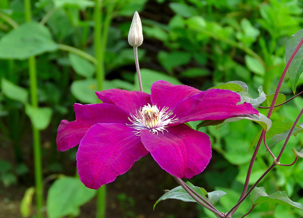 Clematis - Clematis hybrida