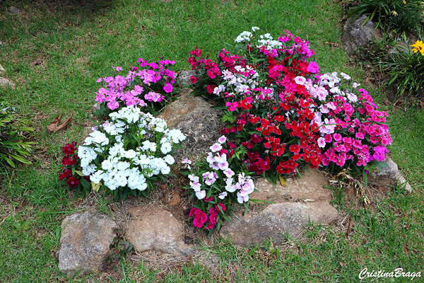Cravina - Dianthus chinensis