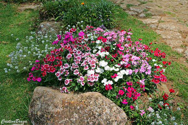 Cravina - Dianthus chinensis