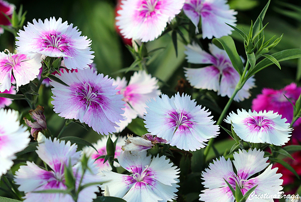 Cravina - Dianthus chinensis