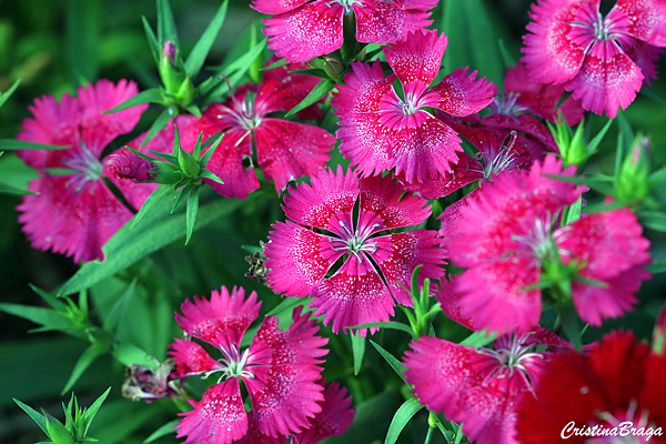 Cravina - Dianthus chinensis