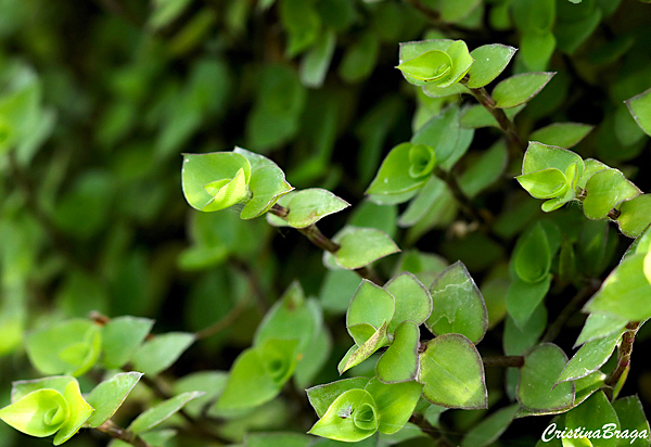 Dinheiro em penca - Callisia repens - Flores e Folhagens